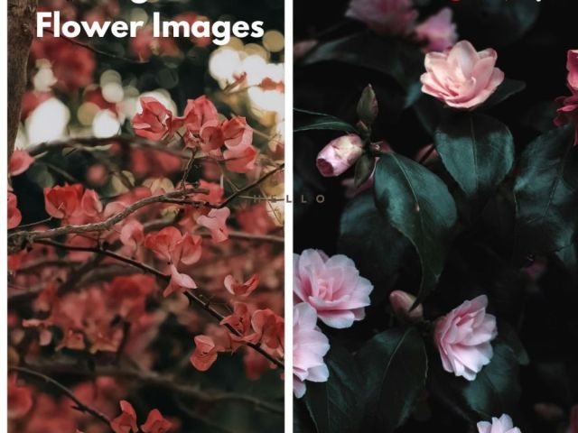 background-flower-images-by-fotolobby-gurgaon