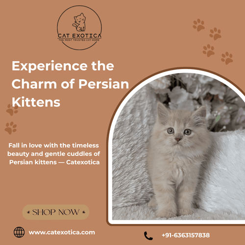 persian-kittens-for-sale-in-bangalore-big-0
