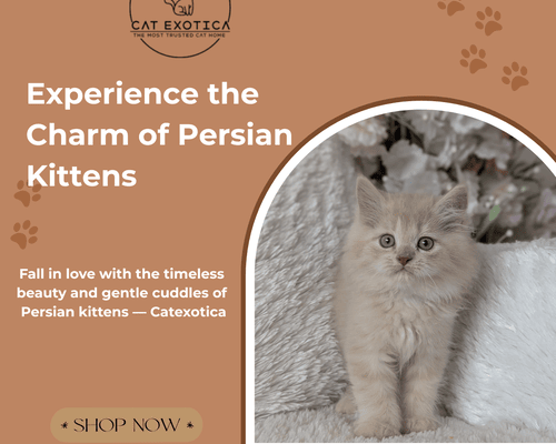 persian-kittens-for-sale-in-bangalore