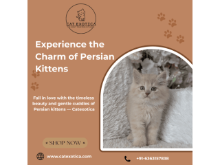 persian-kittens-for-sale-in-bangalore-small-0