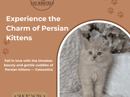 persian-kittens-for-sale-in-bangalore