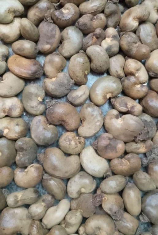 kanpur-ghaziabad-raw-cashew-nuts-wholesaler-in-uttar-pradesh-big-3