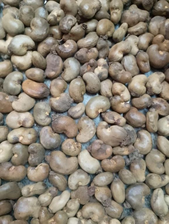 kanpur-ghaziabad-raw-cashew-nuts-wholesaler-in-uttar-pradesh-big-1