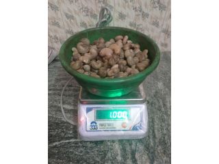 kanpur-ghaziabad-raw-cashew-nuts-wholesaler-in-uttar-pradesh-small-0