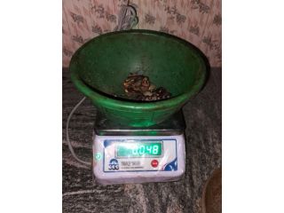 kanpur-ghaziabad-raw-cashew-nuts-wholesaler-in-uttar-pradesh-small-2