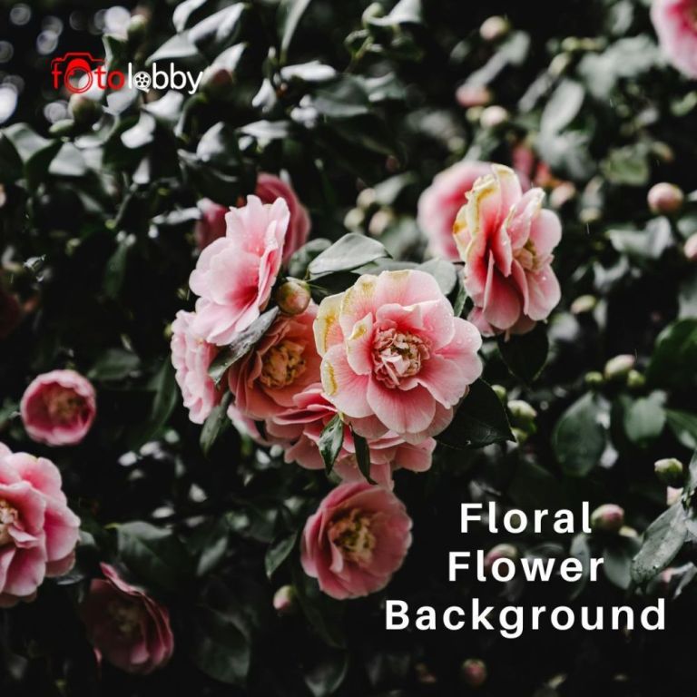 floral-flower-background-by-fotolobby-gurgaon-big-0
