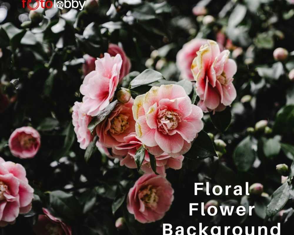floral-flower-background-by-fotolobby-gurgaon