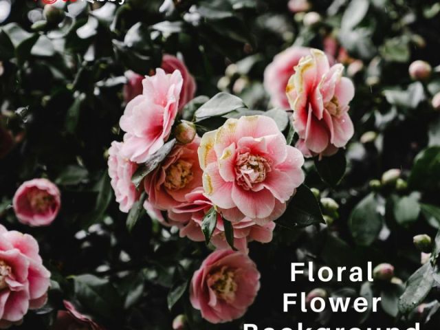 floral-flower-background-by-fotolobby-gurgaon