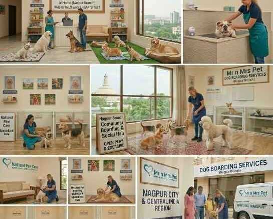 dog-boarding-services-in-nagpur