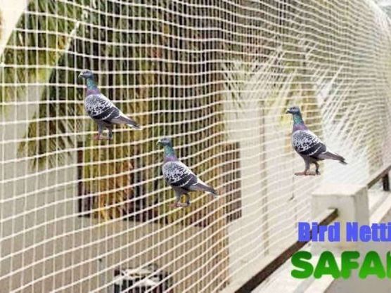 pigeon-problem-solution-in-ghaziabad-bird-netting-services