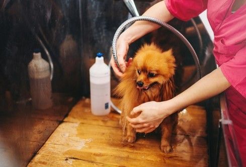 prevent-matting-with-expert-pet-hair-clipping-secunderabad-big-0