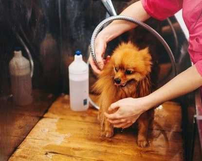 prevent-matting-with-expert-pet-hair-clipping-secunderabad
