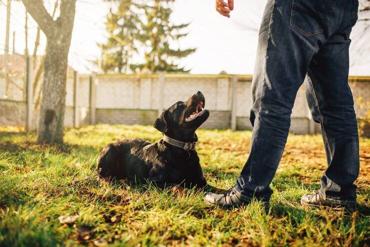 dog-training-service-in-bangalore-big-0