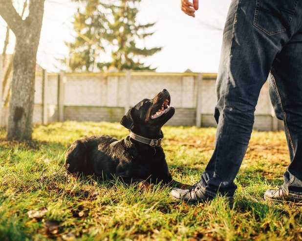 dog-training-service-in-bangalore