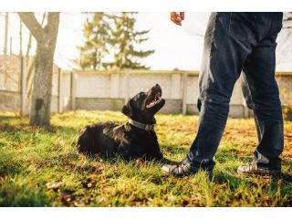 dog-training-service-in-bangalore-small-0