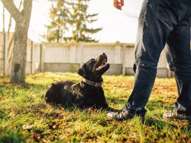 dog-training-service-in-bangalore