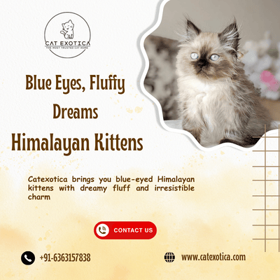 adorable-himalayan-cat-in-bangalore-big-0