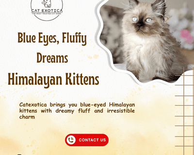 adorable-himalayan-cat-in-bangalore