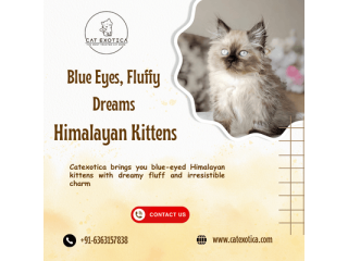 adorable-himalayan-cat-in-bangalore-small-0