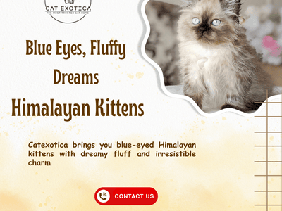 adorable-himalayan-cat-in-bangalore