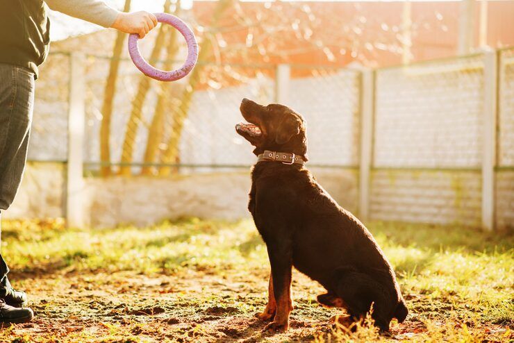 dog-training-service-in-delhi-big-0