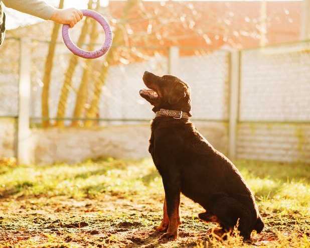 dog-training-service-in-delhi