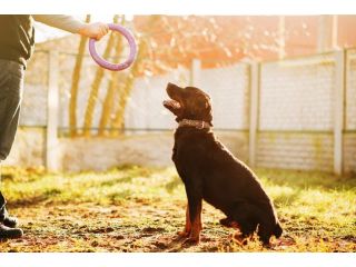 dog-training-service-in-delhi-small-0
