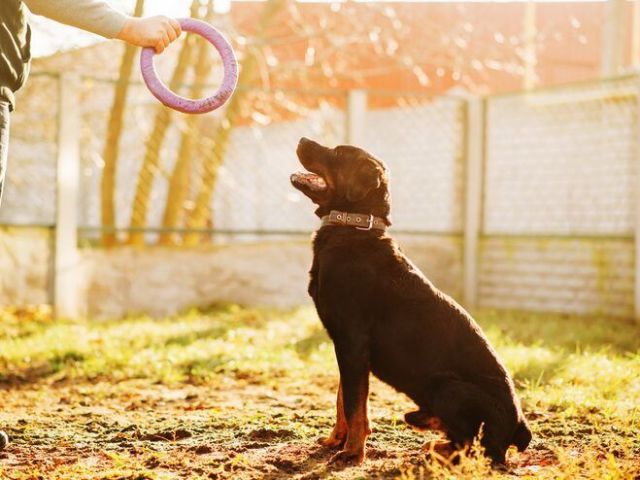 dog-training-service-in-delhi