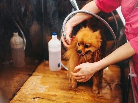 expert-pet-hair-clippers-in-secunderabad