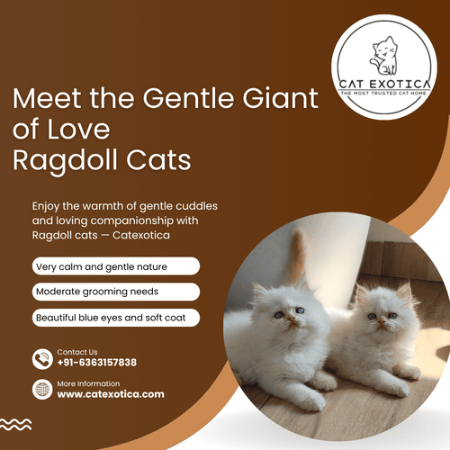best-ragdoll-cat-in-bangalore-big-0