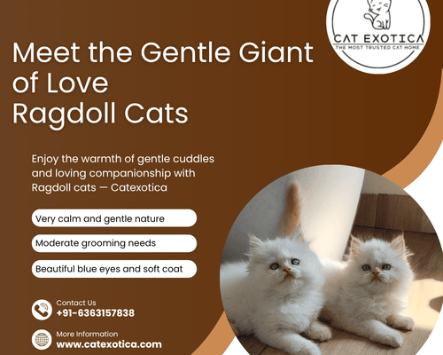 best-ragdoll-cat-in-bangalore
