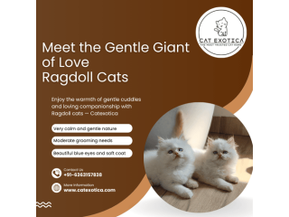 best-ragdoll-cat-in-bangalore-small-0