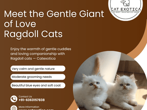 best-ragdoll-cat-in-bangalore