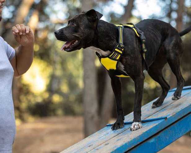 dog-training-service-in-chennai