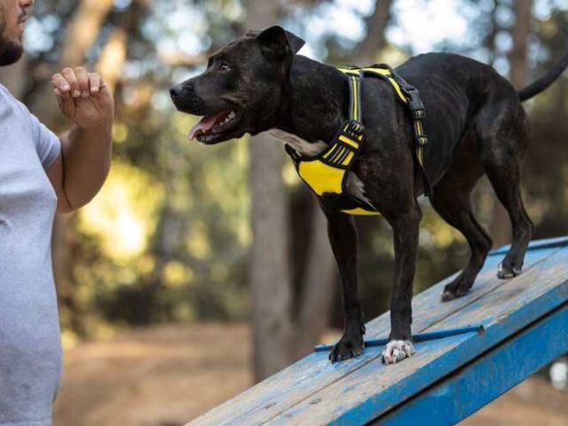 dog-training-service-in-chennai