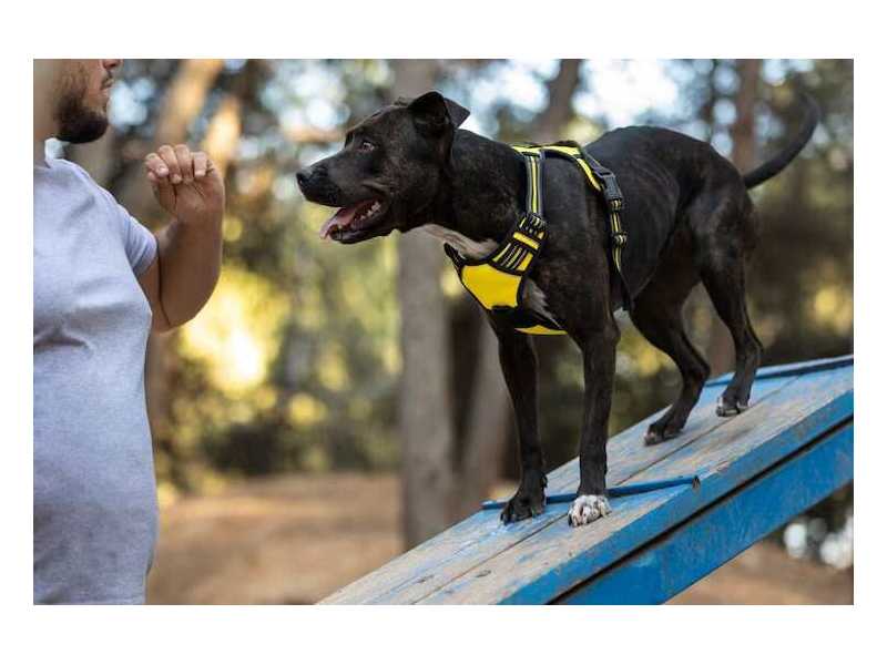 dog-training-service-in-chennai-small-0