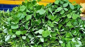 green-methi-leaves-fresh-fenugreek-health-benefits-recipes-big-0