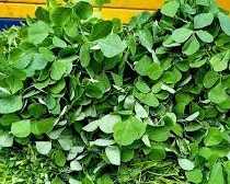 green-methi-leaves-fresh-fenugreek-health-benefits-recipes
