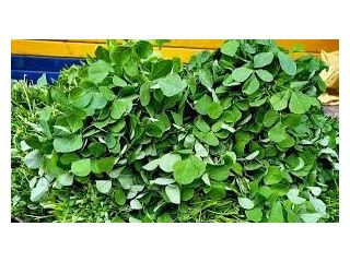 green-methi-leaves-fresh-fenugreek-health-benefits-recipes-small-0