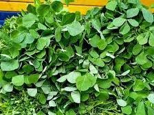 green-methi-leaves-fresh-fenugreek-health-benefits-recipes