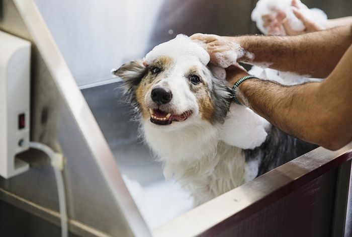 support-pet-wellness-using-custom-massage-plans-in-secunderabad-big-0