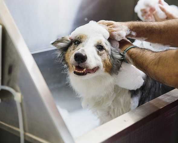 support-pet-wellness-using-custom-massage-plans-in-secunderabad