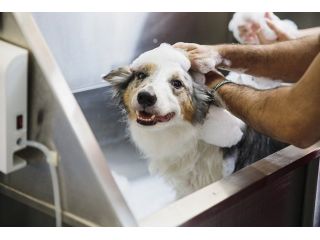 support-pet-wellness-using-custom-massage-plans-in-secunderabad-small-0
