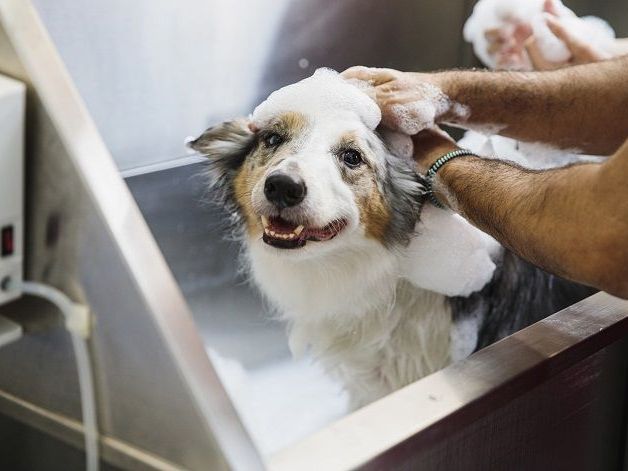 support-pet-wellness-using-custom-massage-plans-in-secunderabad