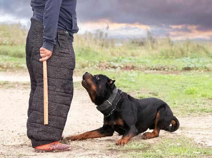 dog-training-service-in-mumbai-big-0