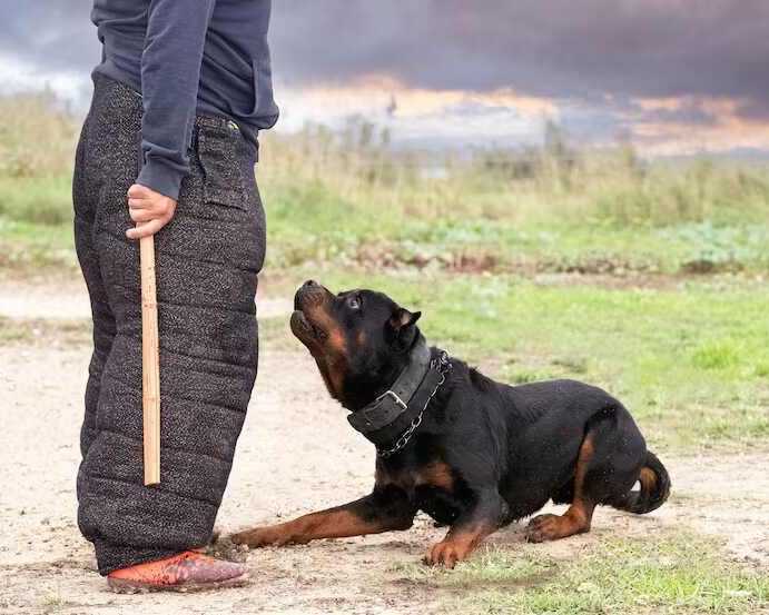 dog-training-service-in-mumbai