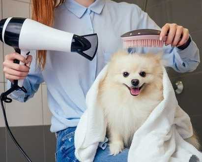 complete-pet-grooming-care-available-in-secunderabad