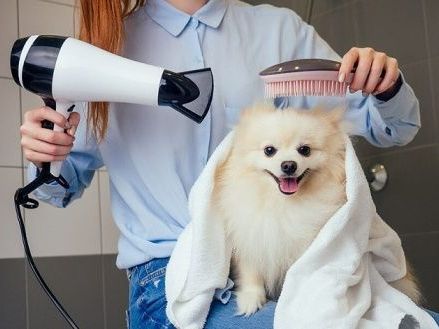 complete-pet-grooming-care-available-in-secunderabad