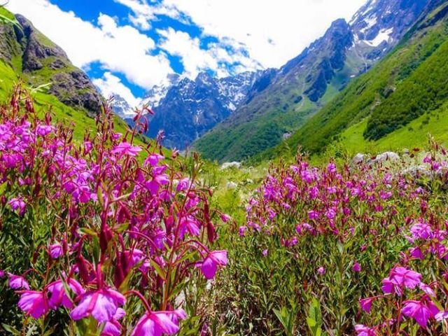 valley-of-flowers-trek-package