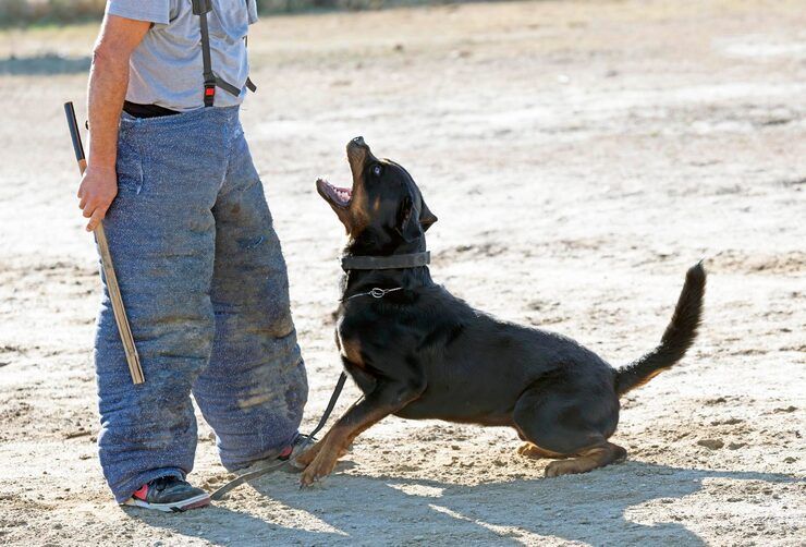 dog-training-service-in-hyderabad-big-0
